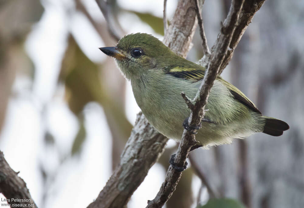 Green Tinkerbirdadult, identification