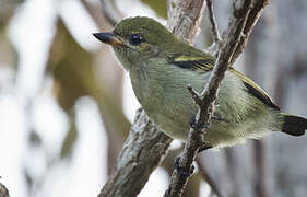 Green Tinkerbird