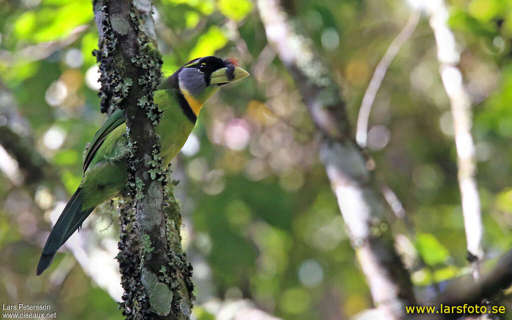 Fire-tufted Barbet