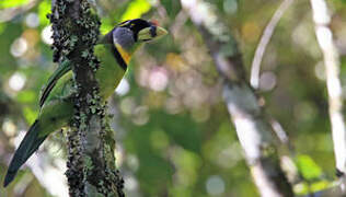 Fire-tufted Barbet