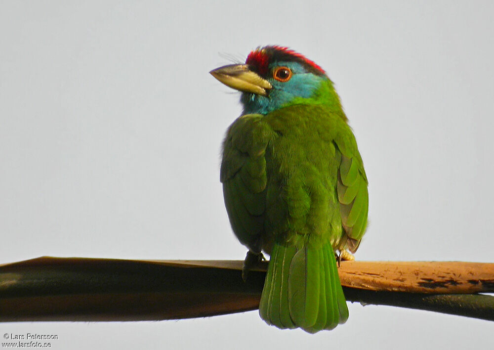 Blue-throated Barbet