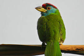 Blue-throated Barbet