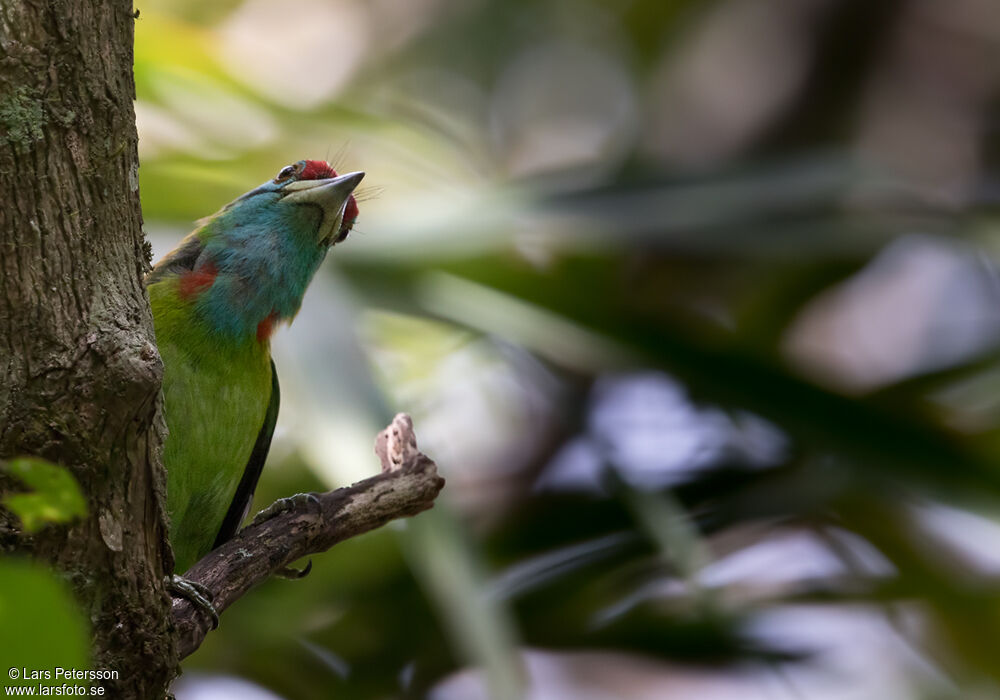 Blue-throated Barbet