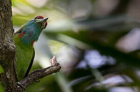 Blue-throated Barbet