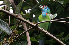 Blue-throated Barbet