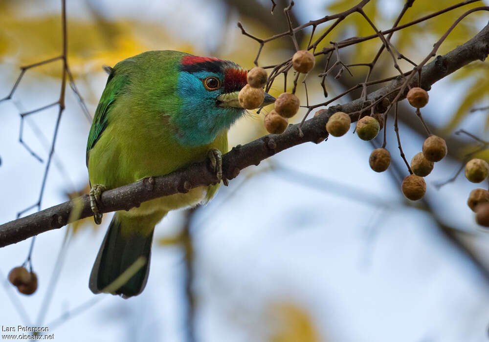 Blue-throated Barbetadult, feeding habits