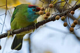 Blue-throated Barbet