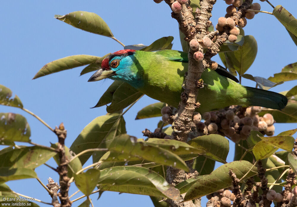 Blue-throated Barbet