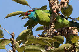 Blue-throated Barbet