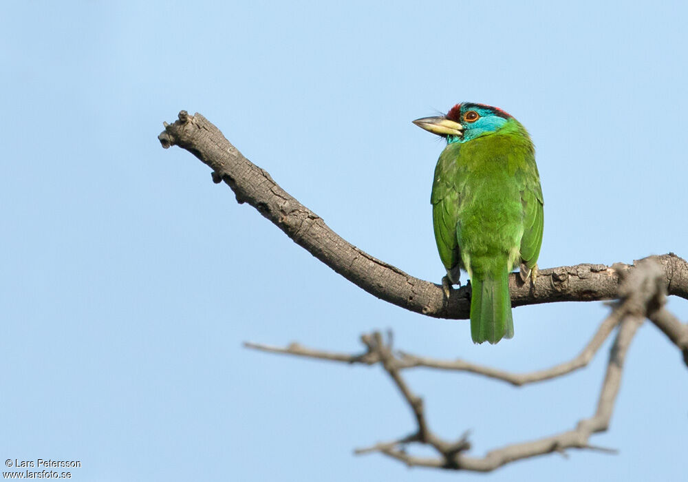 Blue-throated Barbet