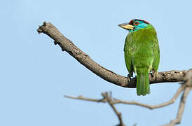 Blue-throated Barbet