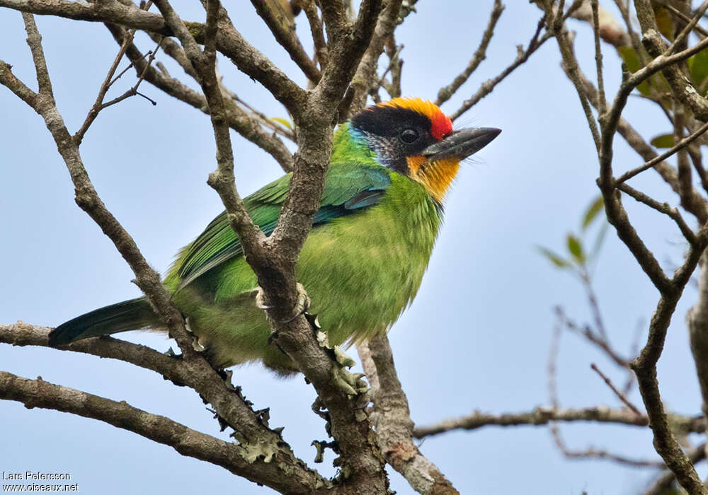 Necklaced Barbetadult, identification