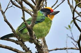 Necklaced Barbet