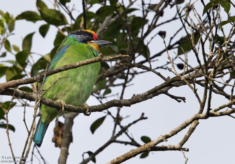 Necklaced Barbet