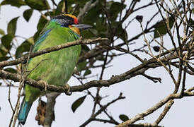 Necklaced Barbet