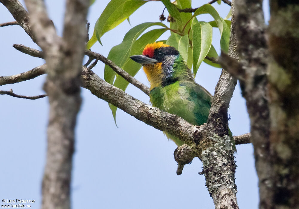 Necklaced Barbet