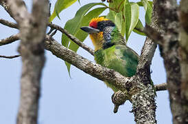 Necklaced Barbet