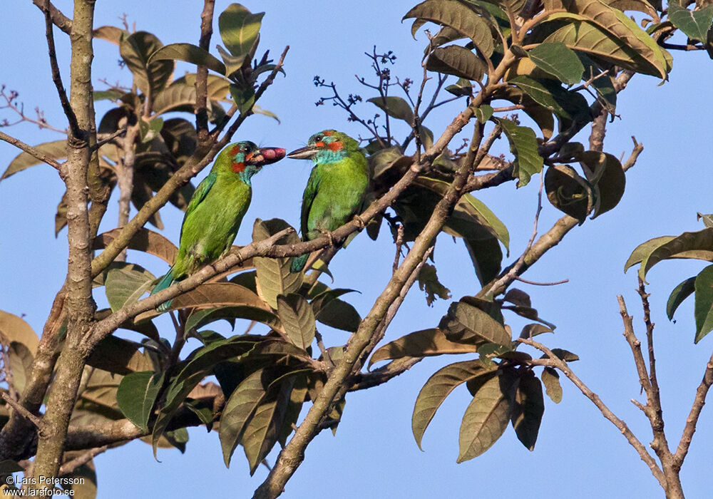 Blue-eared Barbet