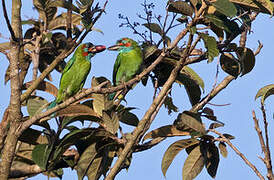 Black-eared Barbet