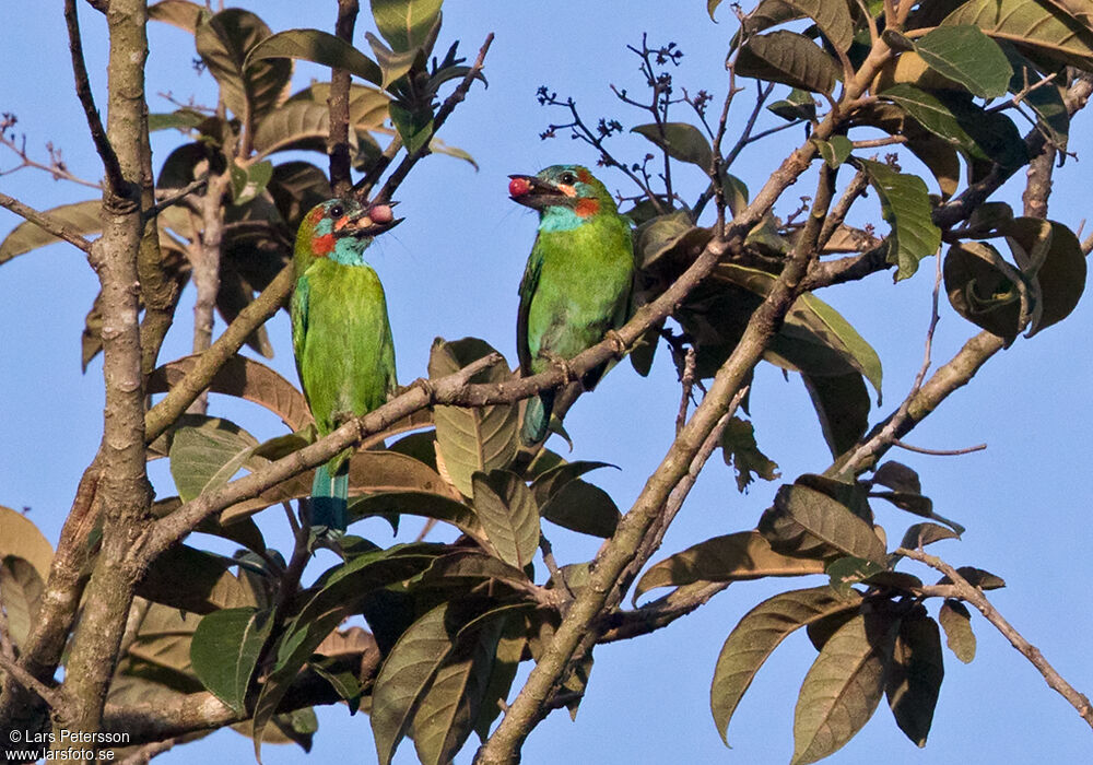 Blue-eared Barbet, identification