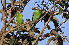 Blue-eared Barbet