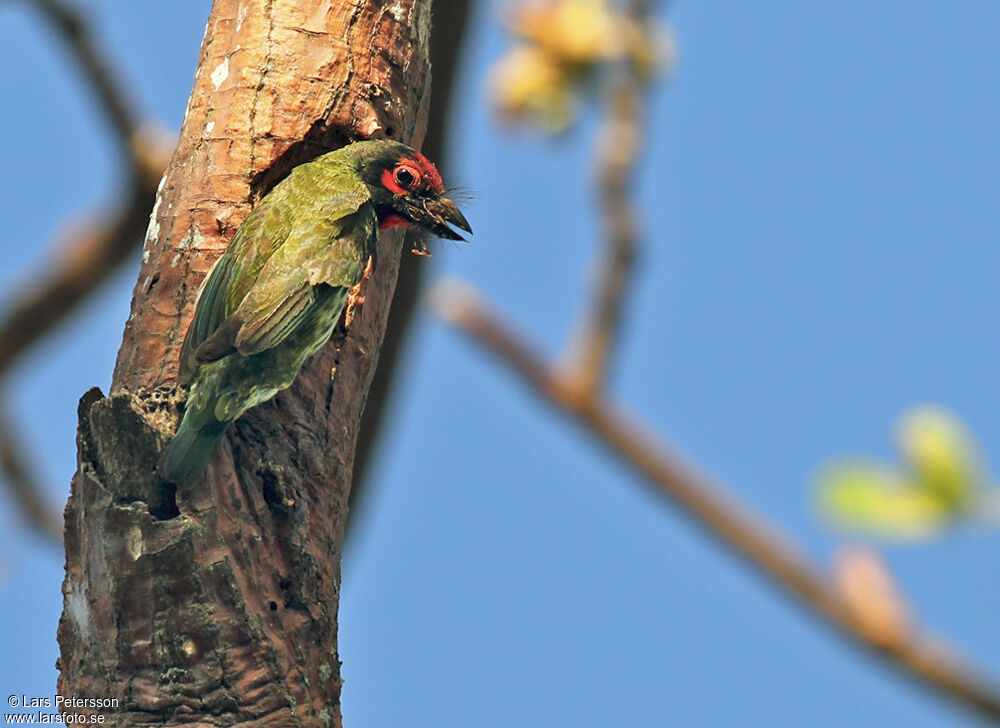 Coppersmith Barbet