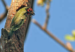 Coppersmith Barbet