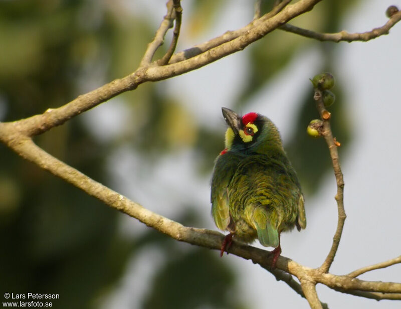 Coppersmith Barbet