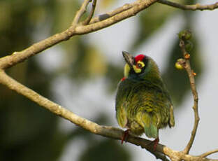 Barbu à plastron rouge