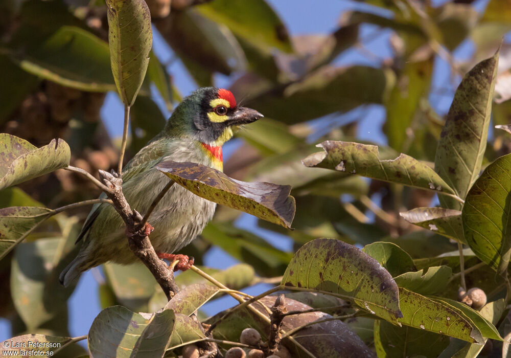 Coppersmith Barbet