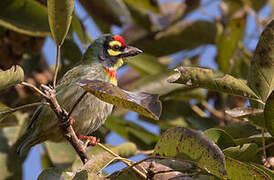 Coppersmith Barbet