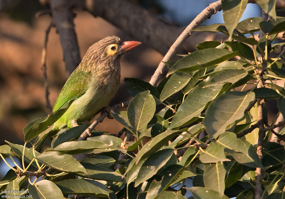 Brown-headed Barbetadult, identification