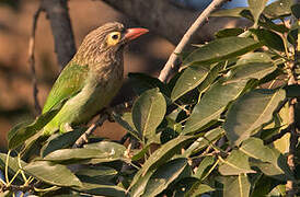 Brown-headed Barbet