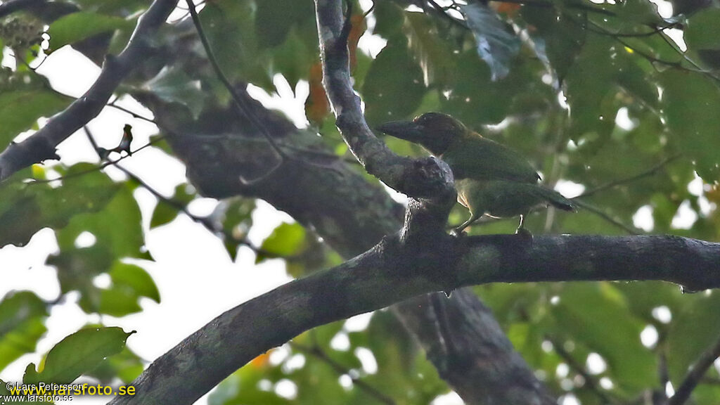 Brown-throated Barbet