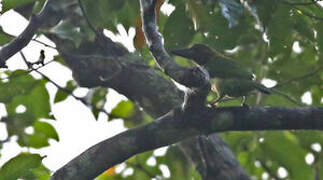 Brown-throated Barbet