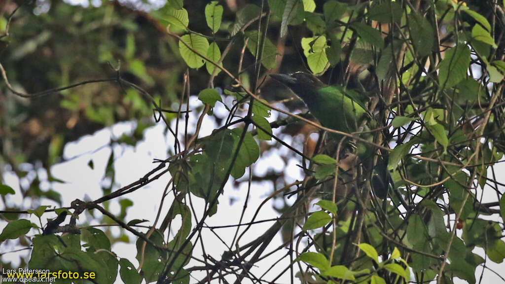 Brown-throated Barbet