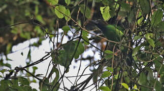 Brown-throated Barbet