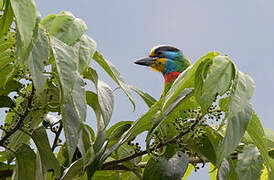 Taiwan Barbet