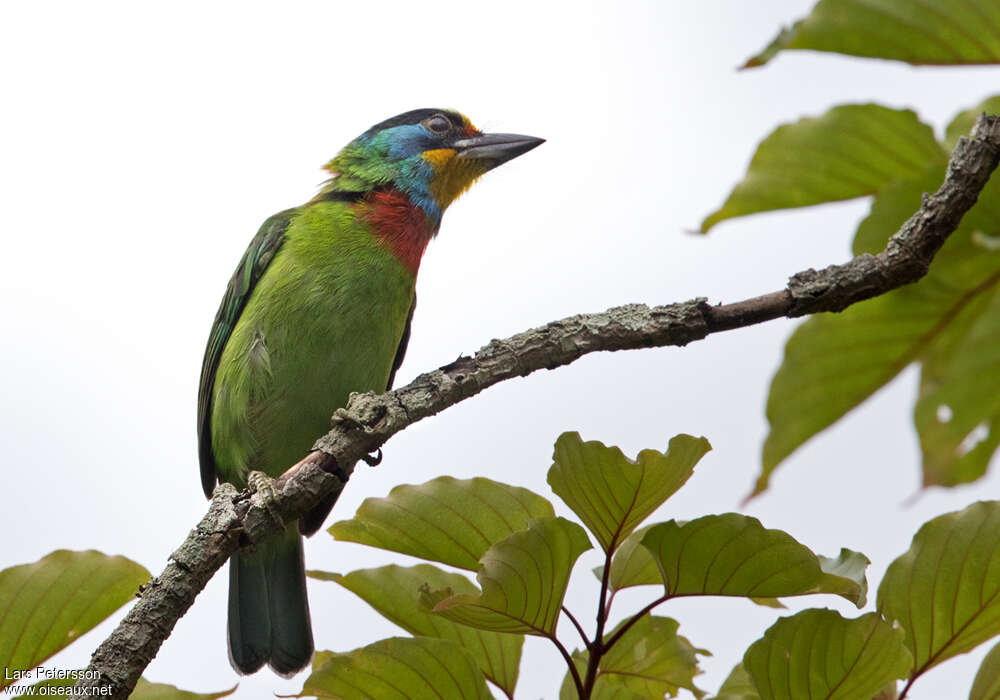 Taiwan Barbetadult, identification