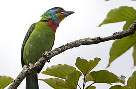 Taiwan Barbet