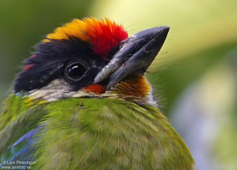 Golden-throated Barbet