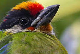 Golden-throated Barbet