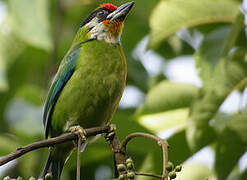 Golden-throated Barbet