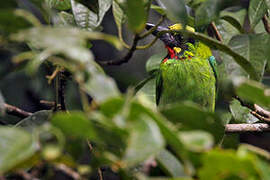 Black-banded Barbet