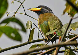 Great Barbet