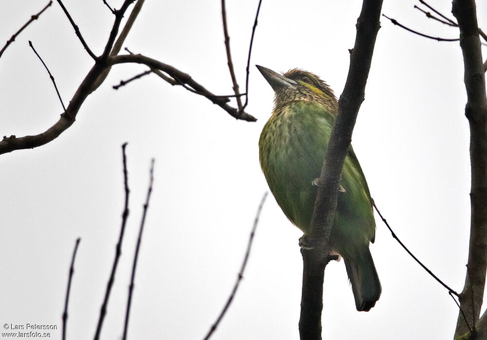 Green-eared Barbet