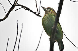 Green-eared Barbet