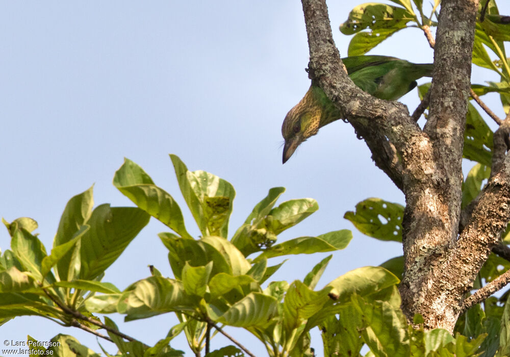 Green-eared Barbet