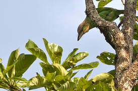 Green-eared Barbet