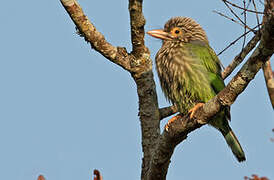 Lineated Barbet